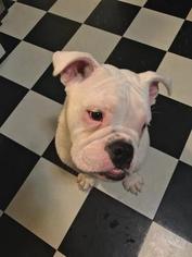 Olde English Bulldogge Puppy for sale in DANBURY, CT, USA