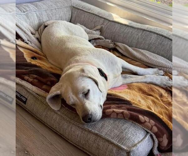 Medium Photo #11 Labrador Retriever-Unknown Mix Puppy For Sale in San Diego, CA, USA
