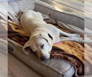 Elinda - Female Labrador Retriever-Unknown Mix Dog for Adoption - Photo #11