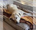 Small Photo #11 Labrador Retriever-Unknown Mix Puppy For Sale in San Diego, CA, USA