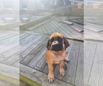 Small Photo #41 American Mastiff Puppy For Sale in ALEXANDRIA, VA, USA