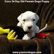 Small Photo #95 Dogo Argentino Puppy For Sale in JANE, MO, USA