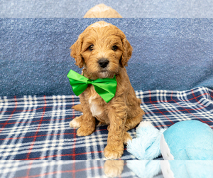 Goldendoodle (Miniature) Puppy for sale in ROY, UT, USA