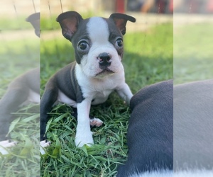 Boston Terrier Puppy for sale in WASHBURN, MO, USA