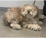 ARCHIE - Male Havashu Dog for Adoption - Small photo