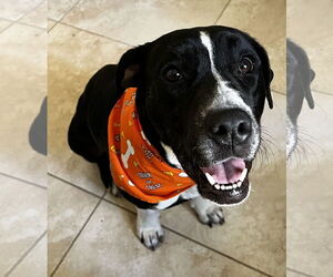 American Bulldog-Labrador Retriever Mix Dogs for adoption in Fort Pierce, FL, USA