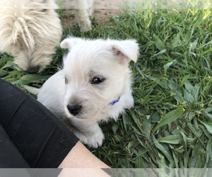 West Highland White Terrier Puppy for Sale in ALMA, Arkansas USA