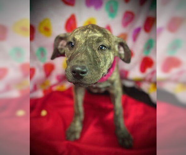 Medium Photo #4 Black Mouth Cur-Catahoula Leopard Dog Mix Puppy For Sale in Pleasanton, TX, USA