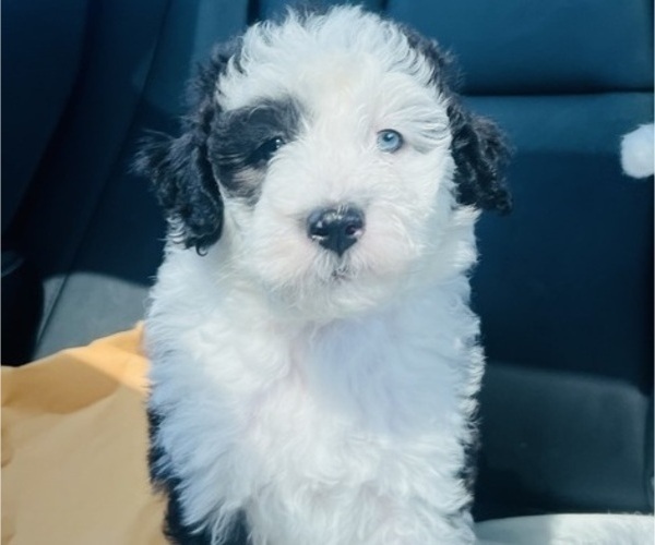Medium Photo #1 Sheepadoodle Puppy For Sale in HUNTINGTON BEACH, CA, USA