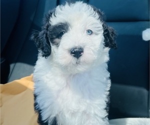 Medium Sheepadoodle