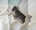 Small #6 French Bulldog