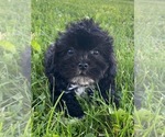 Small Photo #3 Lhasa-Poo Puppy For Sale in CANOGA, NY, USA