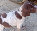 Small Photo #9 German Shorthaired Pointer Puppy For Sale in ALFORD, FL, USA