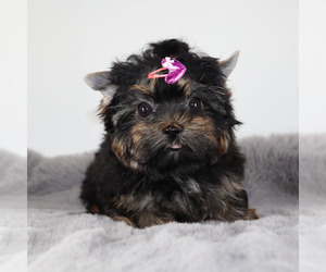 Yorkshire Terrier Puppy for sale in LOS ANGELES, CA, USA