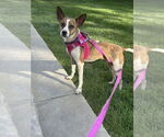 Small #1 Chihuahua Mix