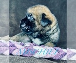 Small Photo #3 Cane Corso-Saint Bernard Mix Puppy For Sale in ANDERSON, CA, USA