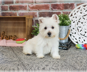 West Highland White Terrier Puppy for sale in SYRACUSE, IN, USA