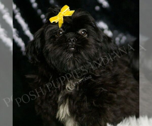 Medium Photo #5 Shih Tzu Puppy For Sale in WARSAW, IN, USA