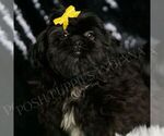 Small #4 Shih Tzu