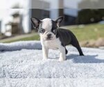 Small Photo #5 Boston Terrier Puppy For Sale in MILLERSBURG, OH, USA