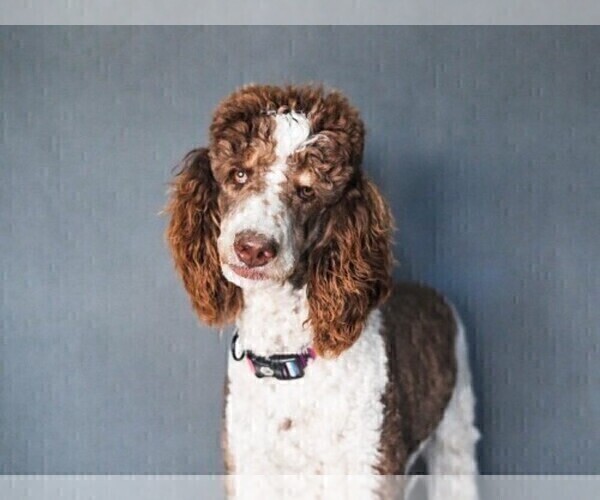 Medium Photo #1 Poodle (Standard) Puppy For Sale in BONNERS FERRY, ID, USA