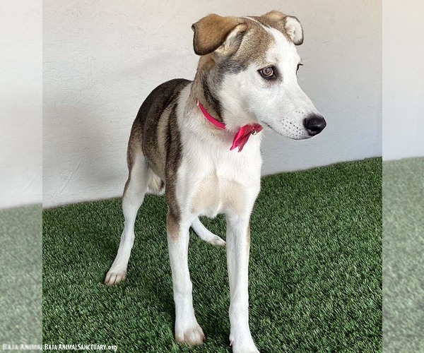 Medium Photo #2 Labsky Puppy For Sale in San Diego, CA, USA