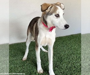 Janet - Female Labsky Dog for Adoption - Photo #2