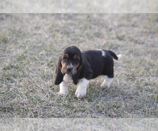 Medium Photo #5 Basset Hound Puppy For Sale in MEMPHIS, MO, USA