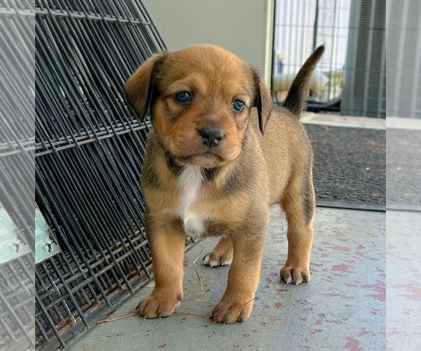 Medium Photo #1 Mutt Puppy For Sale in Holly Springs, NC, USA