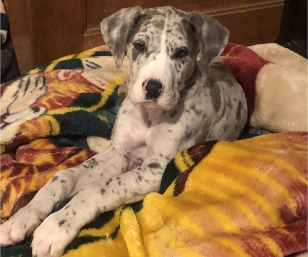 Medium Photo #1 Great Dane Puppy For Sale in ACTON, CA, USA