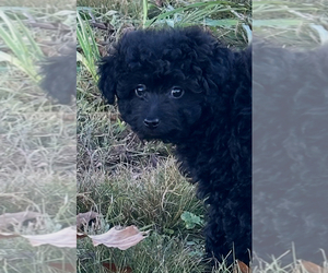 Poodle (Toy) Puppy for sale in BYBEE, TN, USA