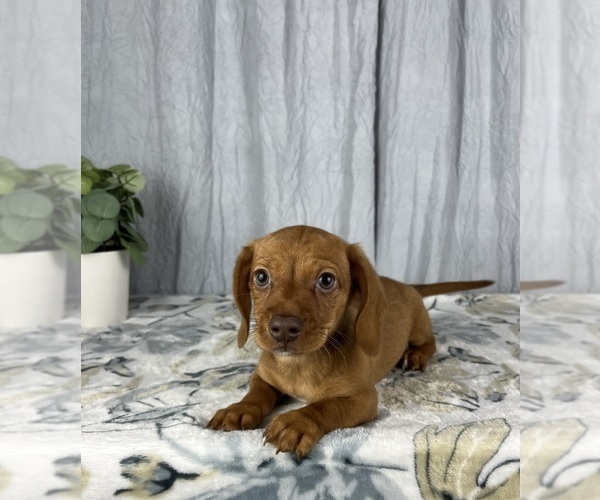 Medium Photo #8 Dachshund Puppy For Sale in GREENWOOD, IN, USA