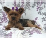 Small Photo #10 Yorkshire Terrier Puppy For Sale in LAKELAND, FL, USA