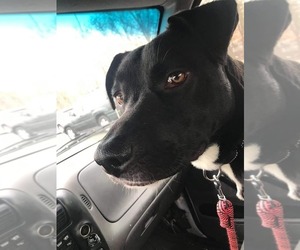OREO - Female Labrador Retriever-Unknown Mix Dog for Adoption - Photo #9