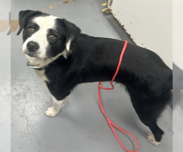 Medium Photo #1 Border Collie-Unknown Mix Puppy For Sale in Peoria, IL, USA