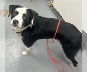Border Collie-Unknown Mix Dogs for adoption in Peoria, IL, USA