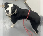 Small Border Collie Mix
