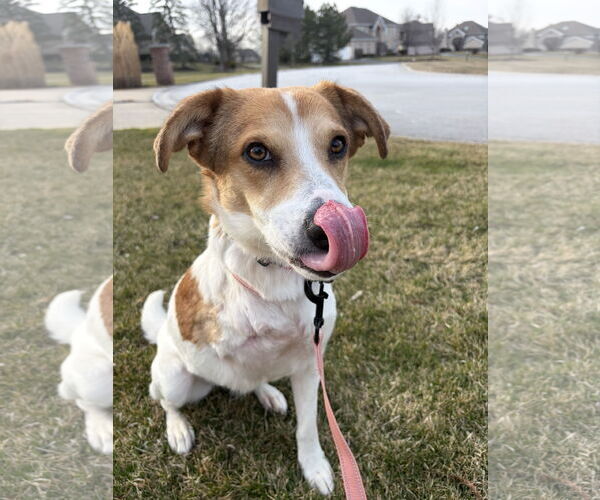 Medium Photo #4 Mutt Puppy For Sale in Plainfield, IL, USA