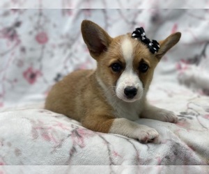 Pembroke Welsh Corgi Puppy for sale in LAKELAND, FL, USA