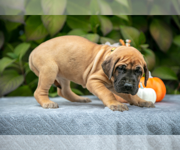 Medium Photo #3 Great Dane Puppy For Sale in MINERVA, OH, USA