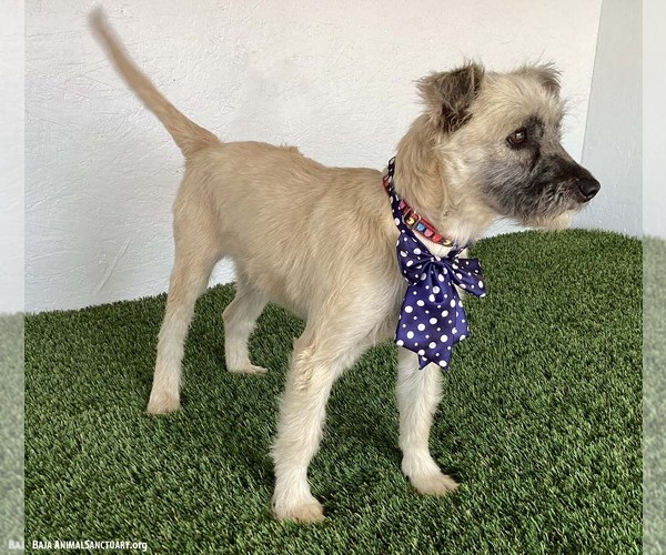 Medium Photo #3 Mutt Puppy For Sale in San Diego, CA, USA