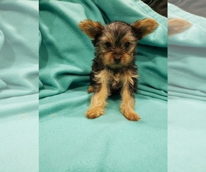Yorkshire Terrier Puppy for sale in ATLANTA, GA, USA