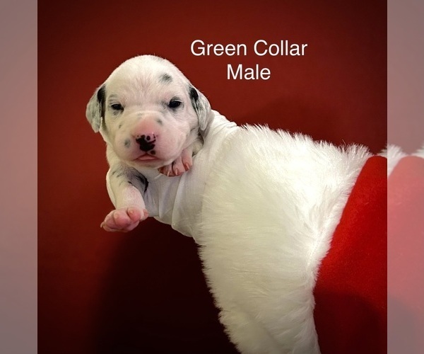 Medium Photo #2 Dalmatian Puppy For Sale in PHOENIX, AZ, USA