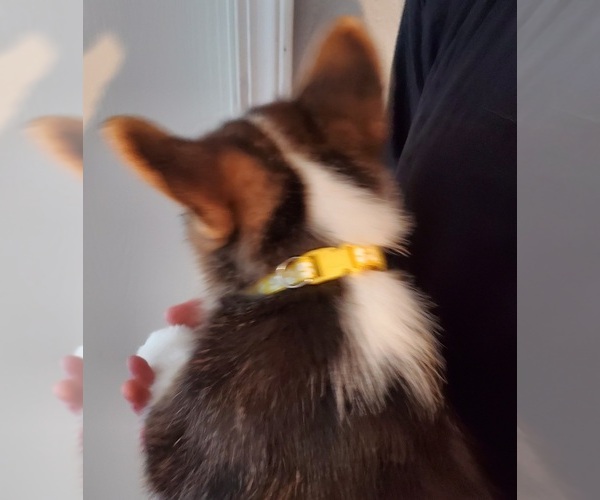 Medium Photo #2 Pembroke Welsh Corgi Puppy For Sale in GRAHAM, WA, USA