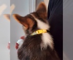 Small Photo #8 Pembroke Welsh Corgi Puppy For Sale in GRAHAM, WA, USA