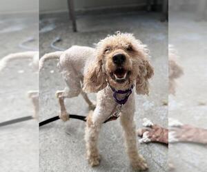 Medium Poodle (Miniature)