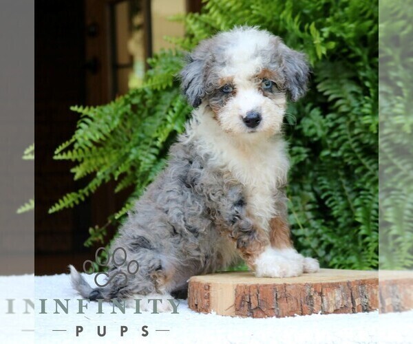 Medium Photo #1 Bernedoodle (Miniature) Puppy For Sale in NARVON, PA, USA