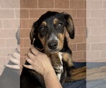 Small #1 Border Collie Mix