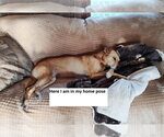 Small #1 German Shepherd Dog-Greyhound Mix