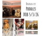 Small Poodle (Miniature)